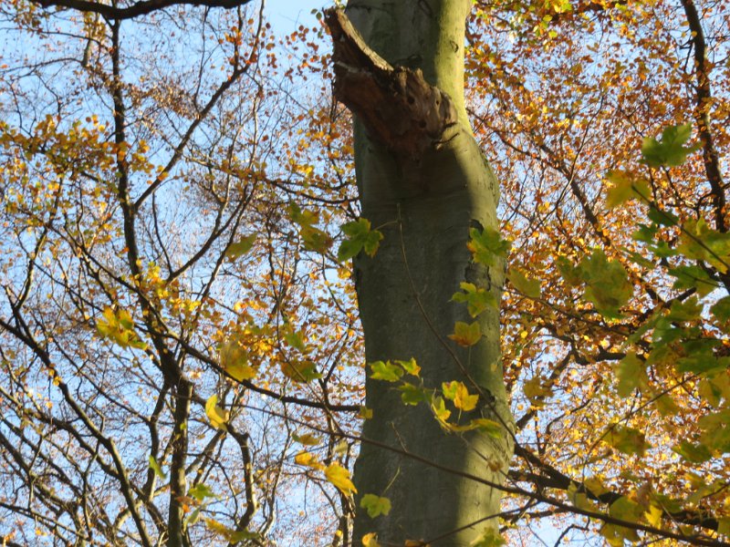 Geografisches Arboretum Rombergpark am 17,102018 (10)